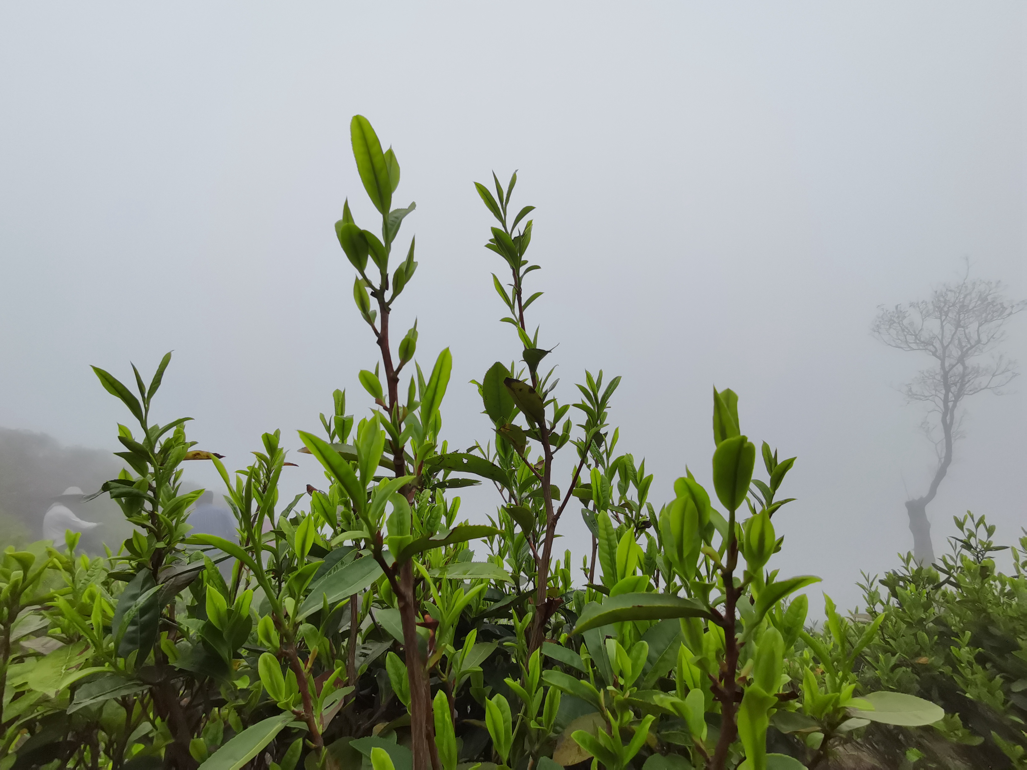 高山云雾中的茶树嫩枝.