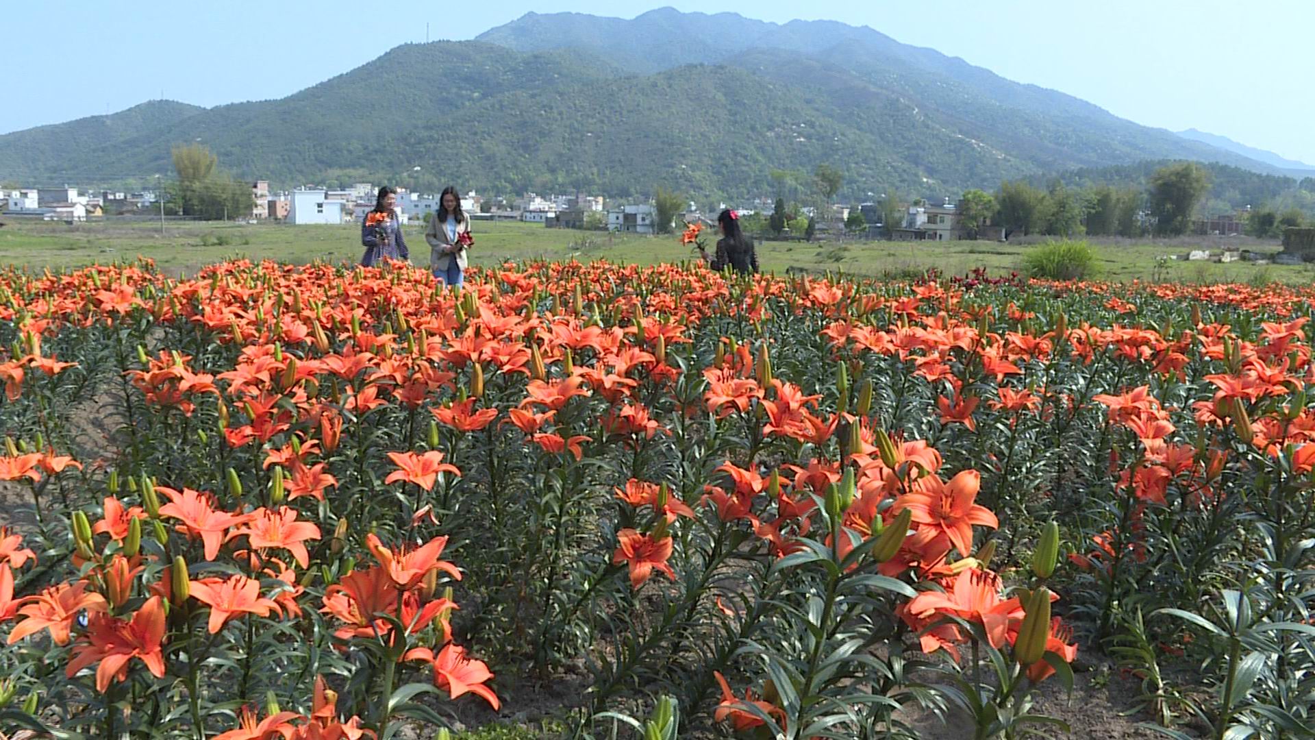 乡村振兴龙川县通衢镇锦归村的花样春天