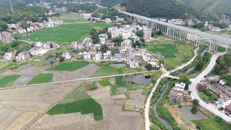 小康圓夢龍川縣龍母鎮發展特色產業助力農民增收