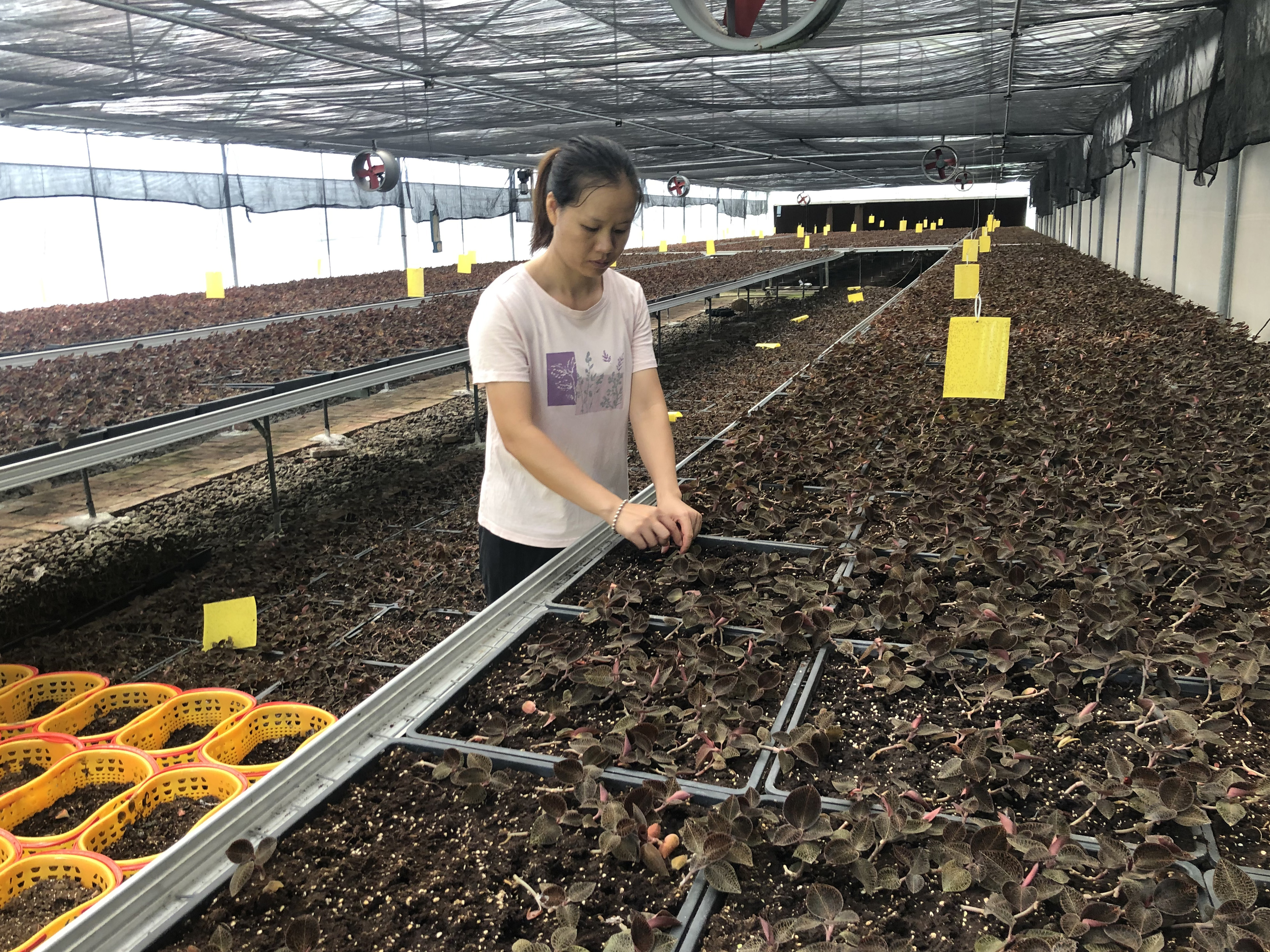 在紫市镇紫市村的金线莲种植基地