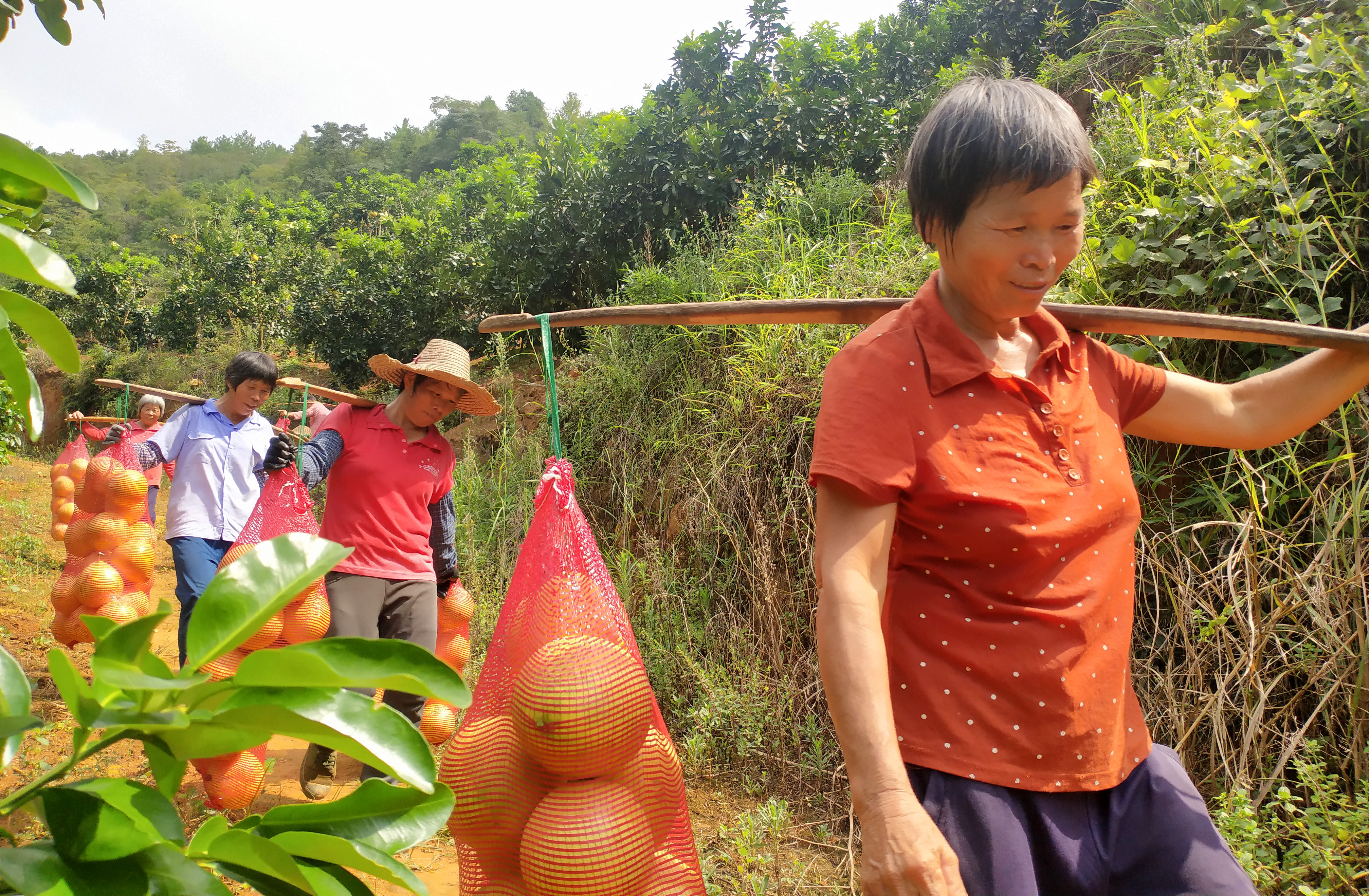 乡村振兴龙川县四都镇新川村三红蜜柚映红村民致富路