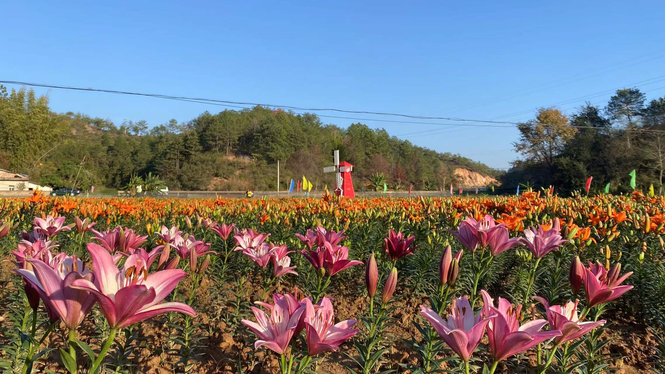 龙川四都花海图片