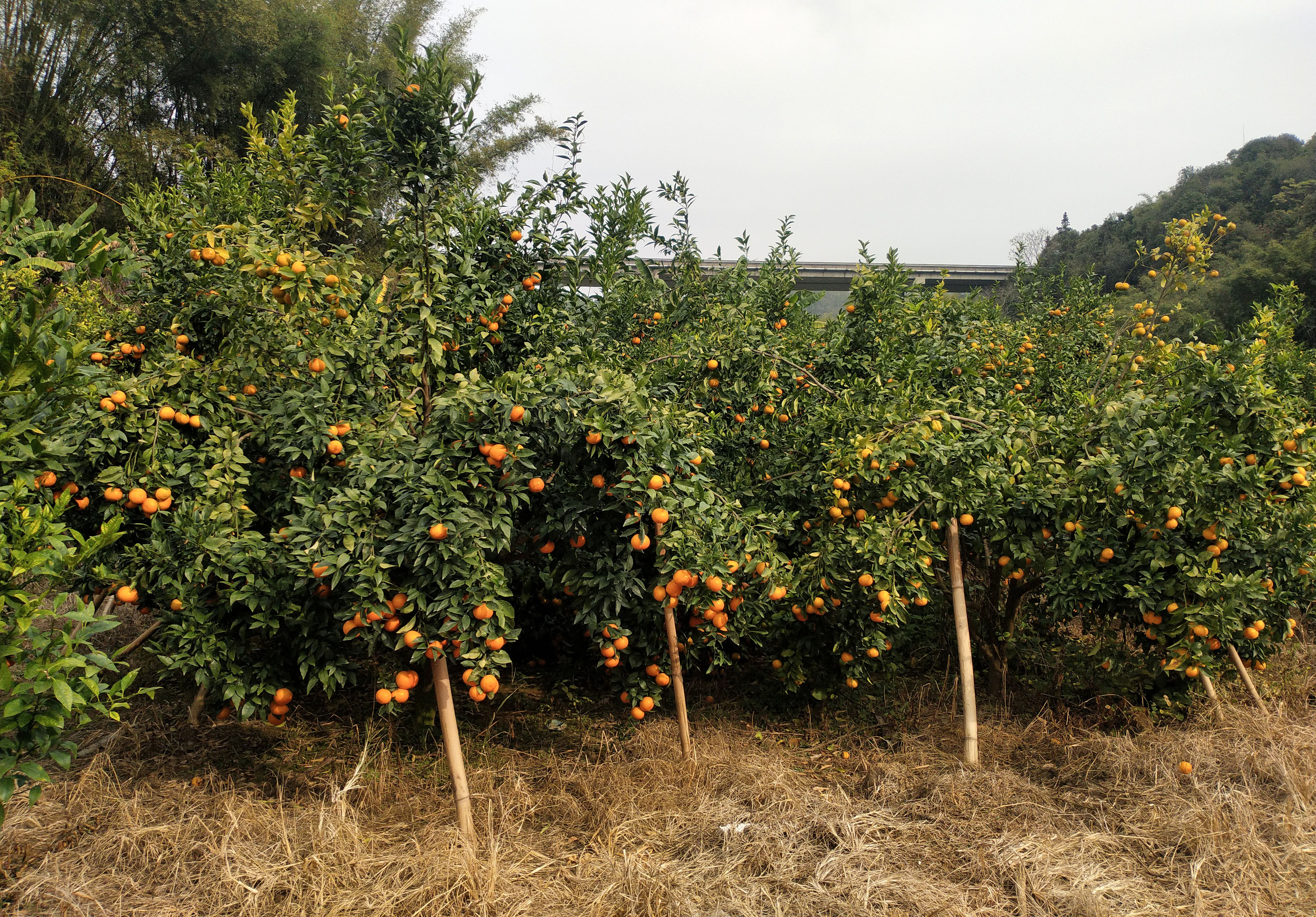 龙川县老隆镇联亨村40多亩蜜柑成熟啦,快去摘! 圆点直播