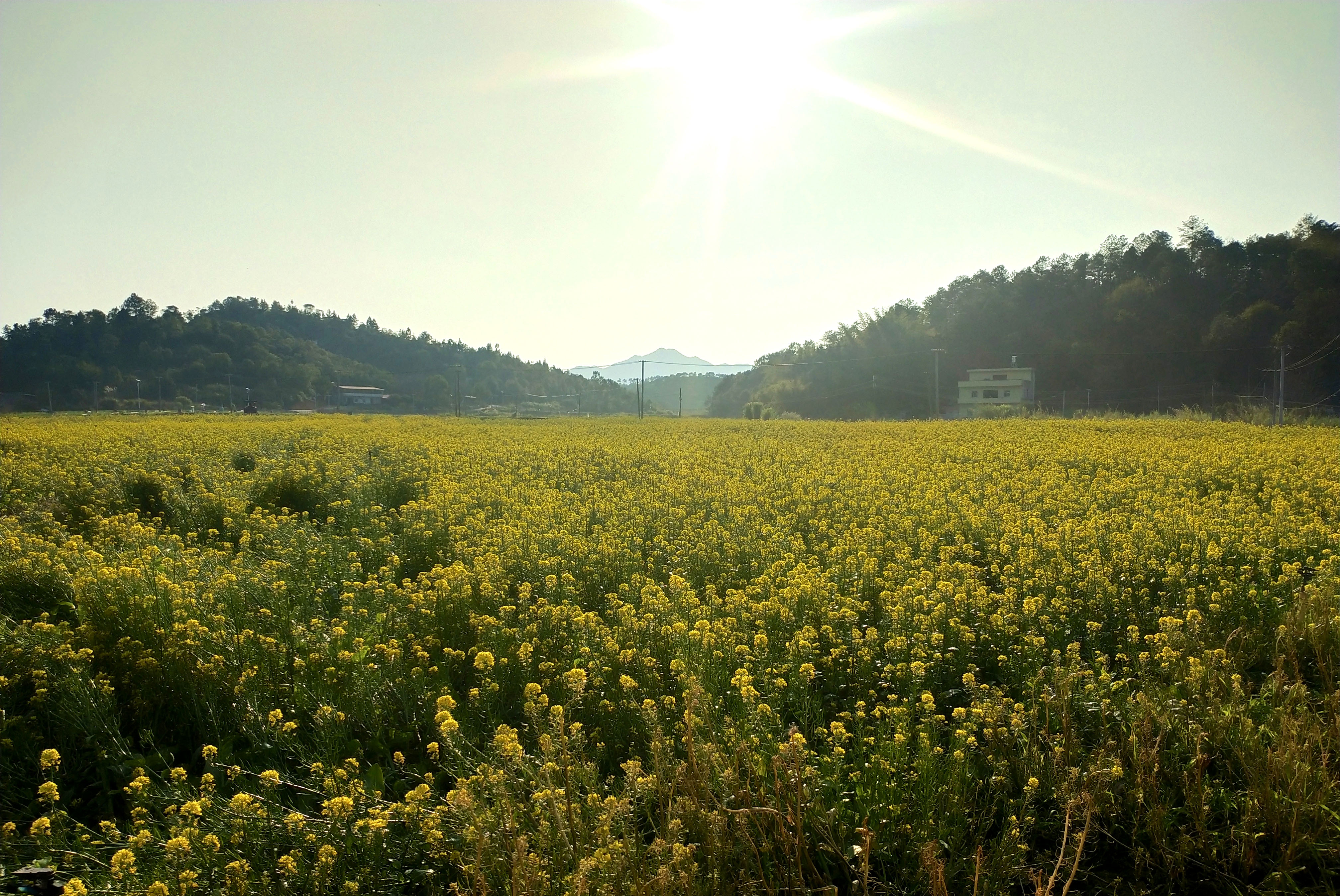 乡村振兴以产业发展促乡村振兴龙川县通衢镇旺宜村打好强村富民组合拳